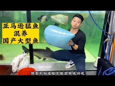 波羅魚混養